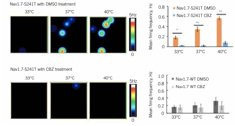 Neural activity from DRG neurons in pain assay