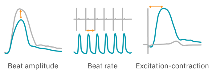 Cardiomyocyte contractility