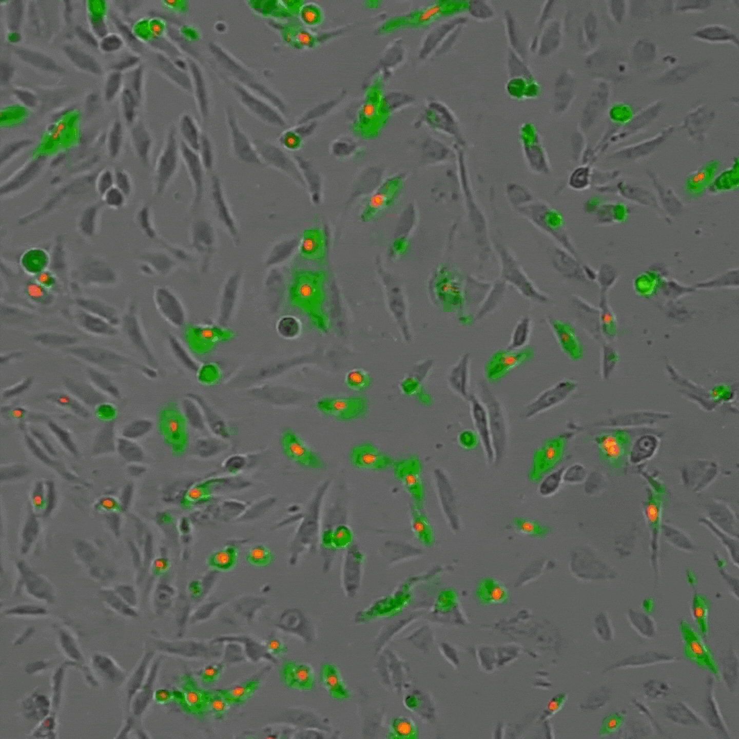 Omni whole-well detection