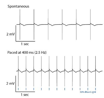 Figure 11