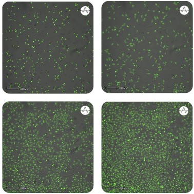 Fluorescence analysis