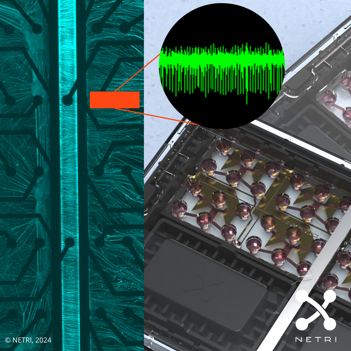 Microfluidics and MEA Technology