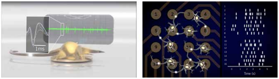 Neurons on MEA with raster plot of activity