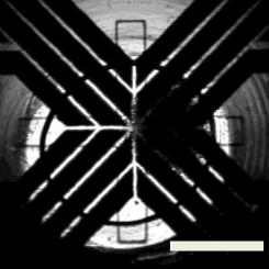 Visualization of Typical Spheroid Seeding Results