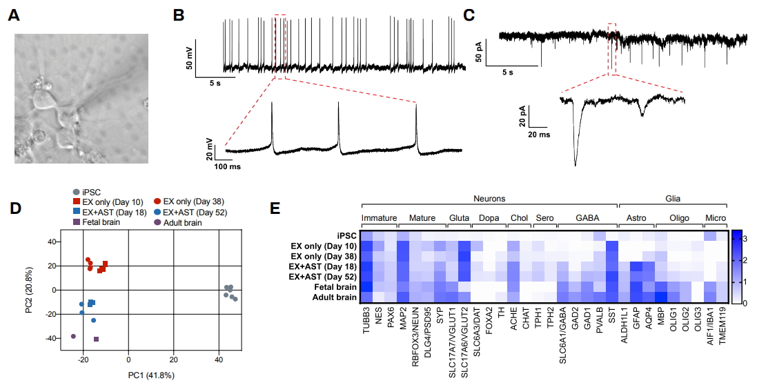 Spontaneous action potentials