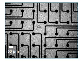 visualization of cardiomyocyte seeding