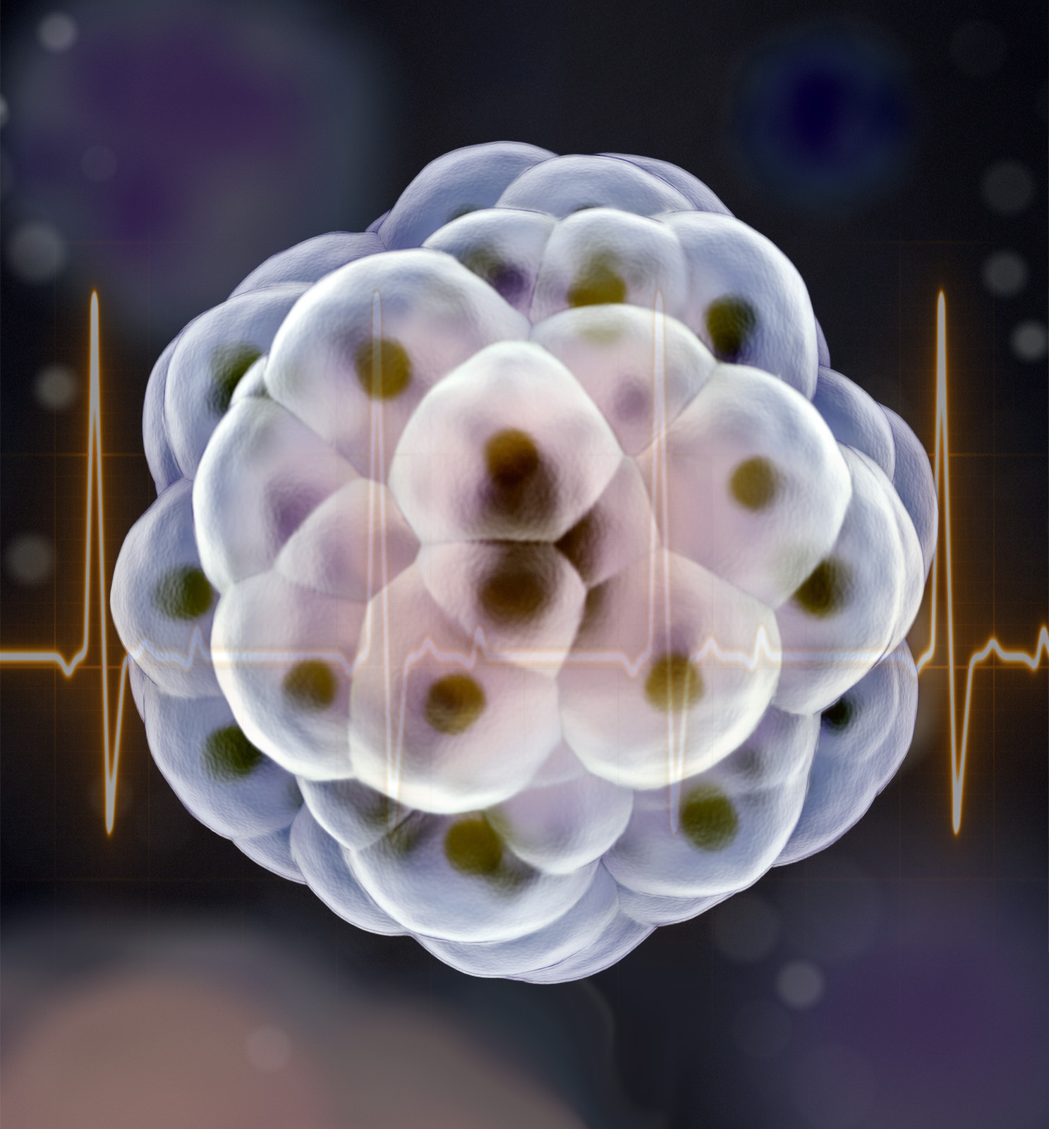 Cardiac Organoid Insights