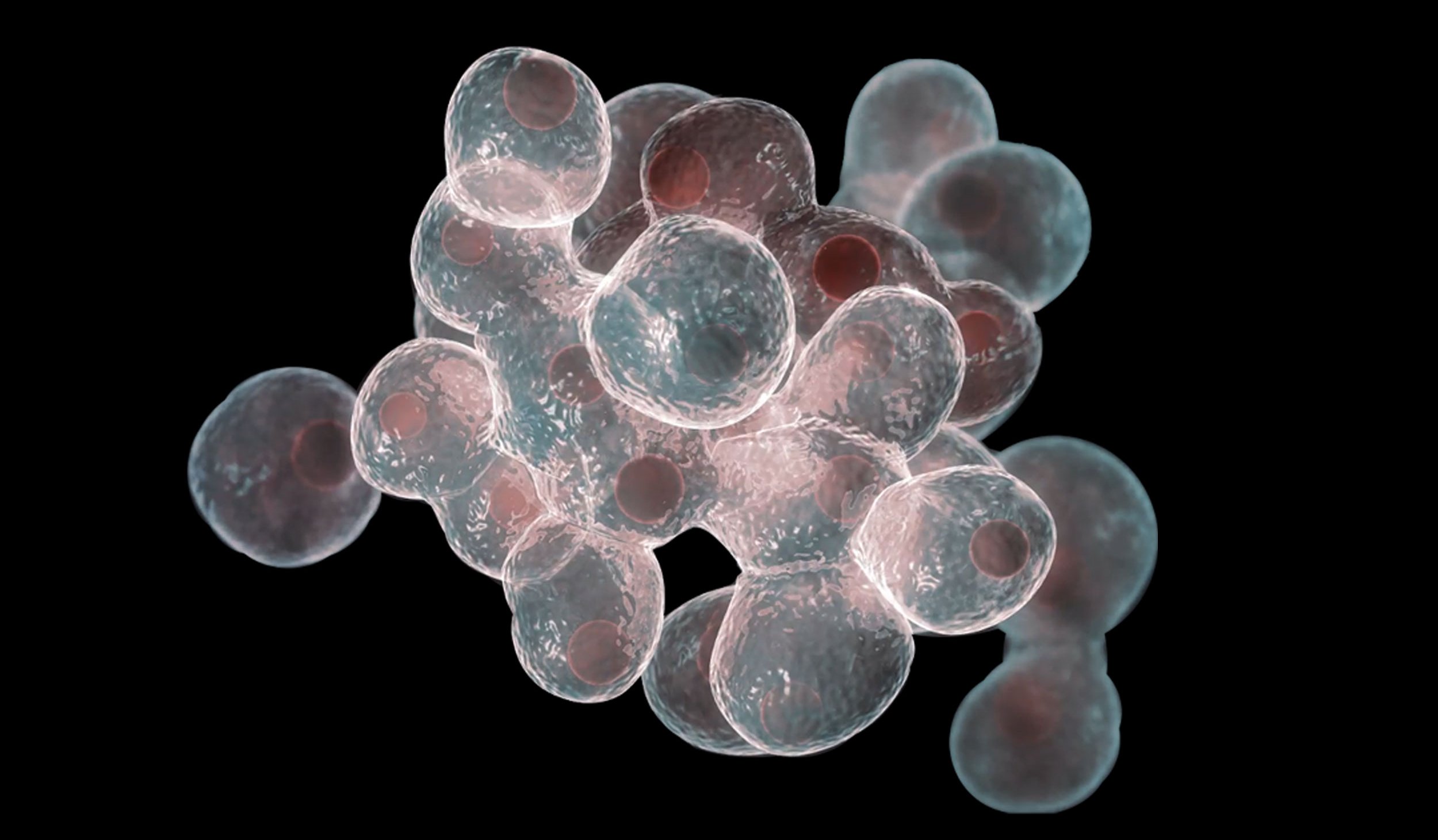 cellular kinetics assay for cell proliferation