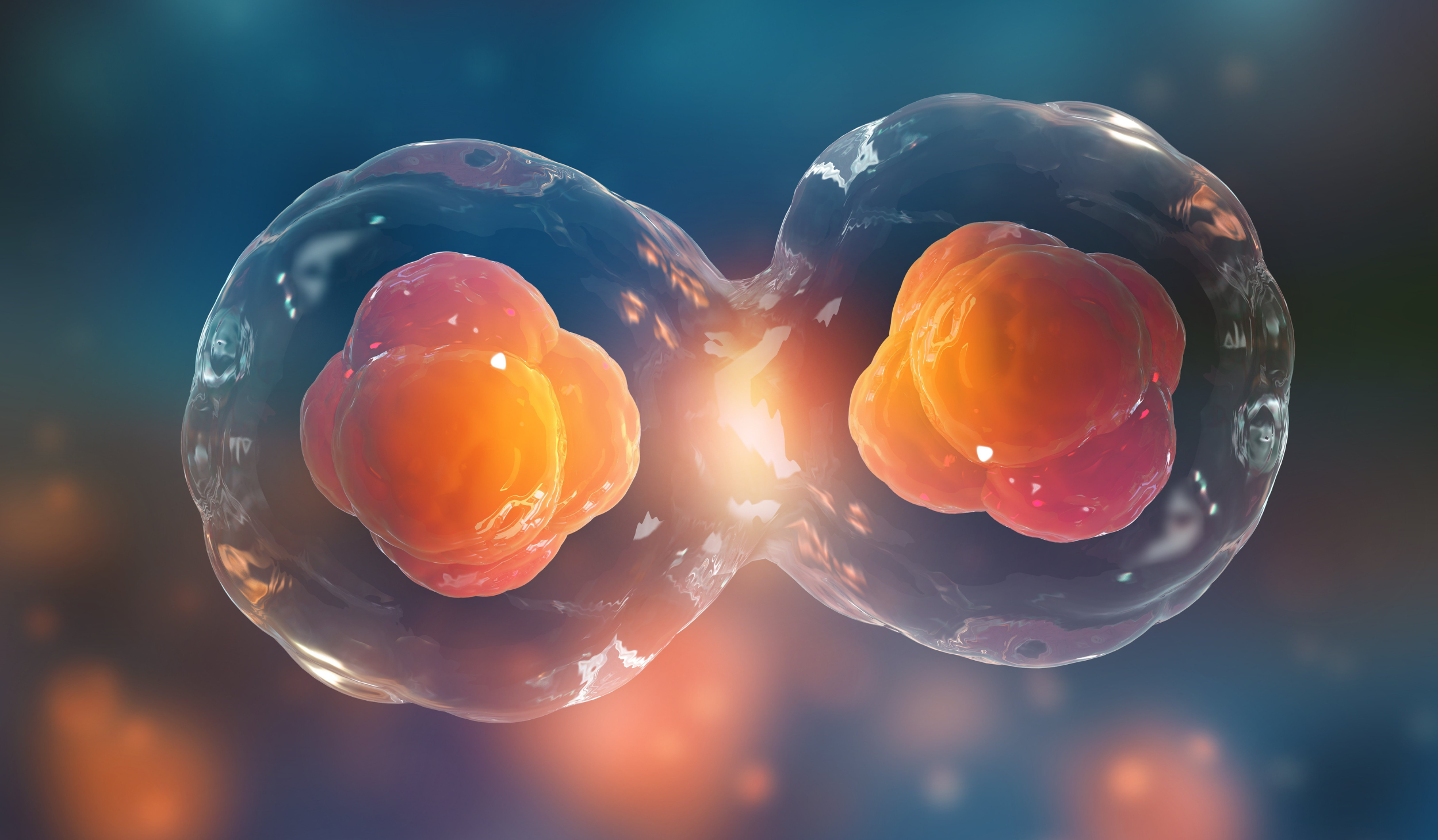 Stem Cell Culture