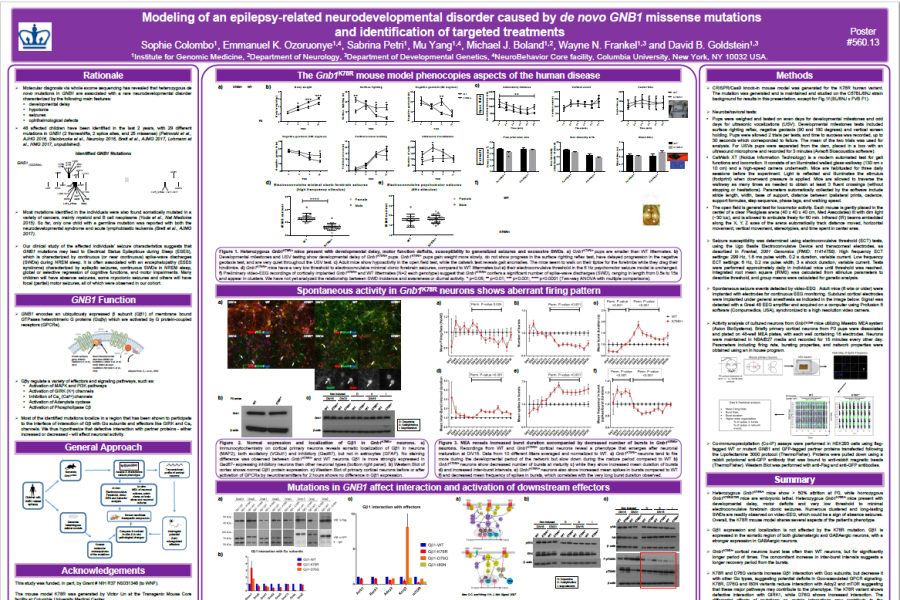 2017 SfN Colombo poster Modelling of an epilepsy-related development disorder