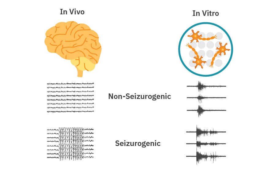 Epilepsy Infographic