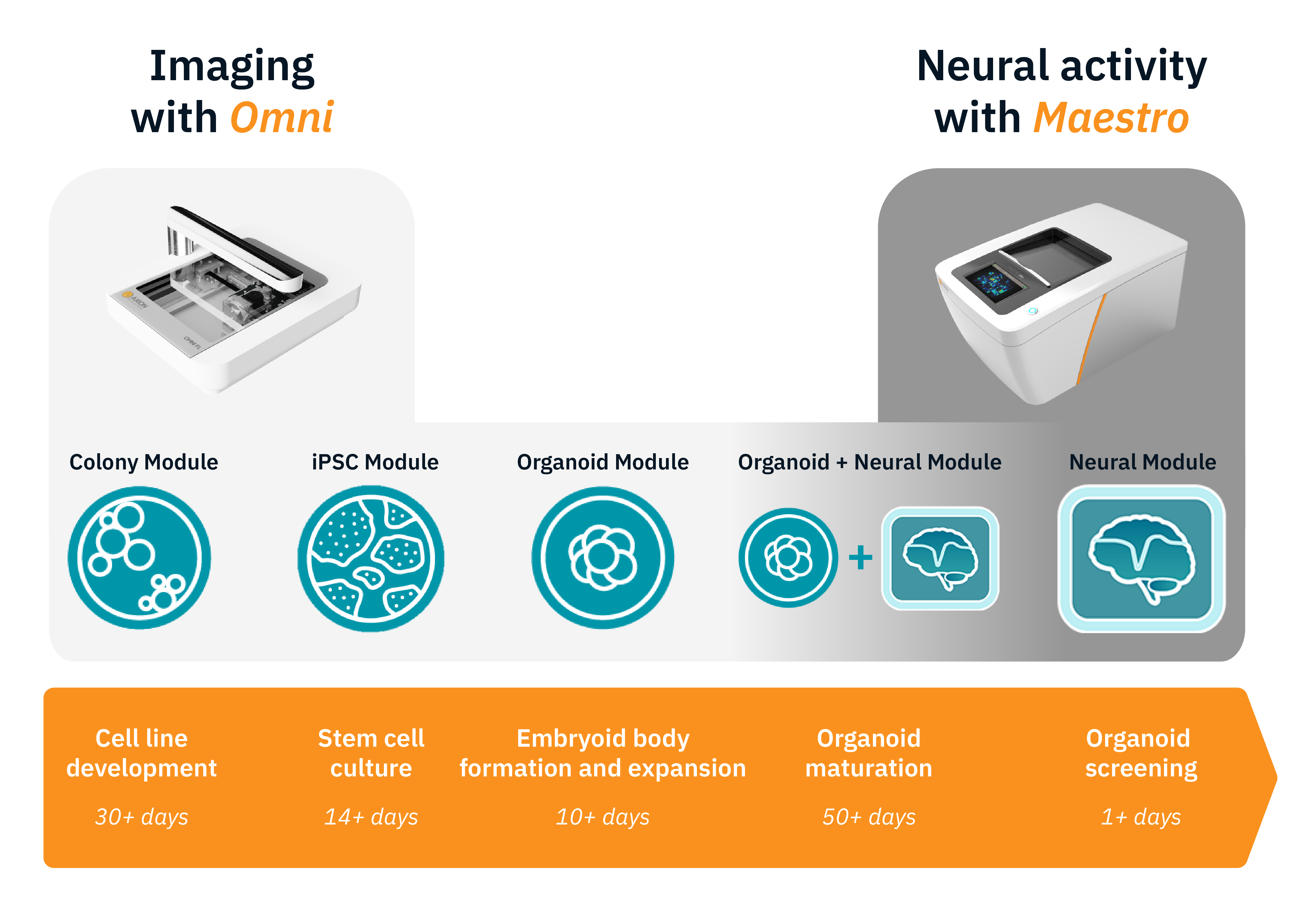 Organoid Workflow - imaging and MEA to monitor your stem cells through neural organoids