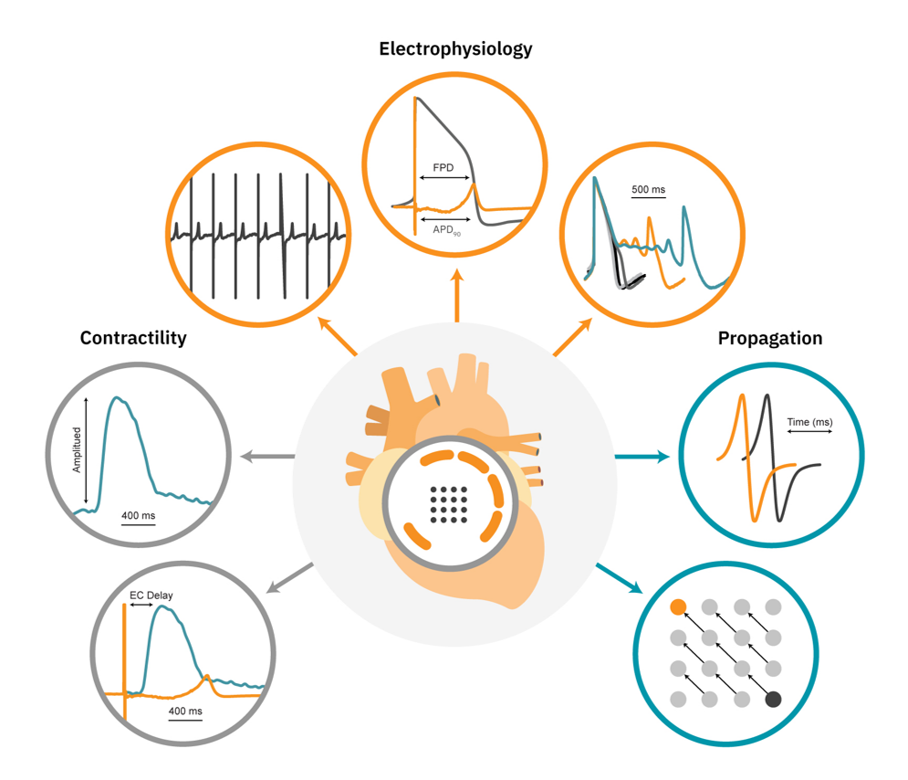 Comprehensive in vitro cardiac function assay