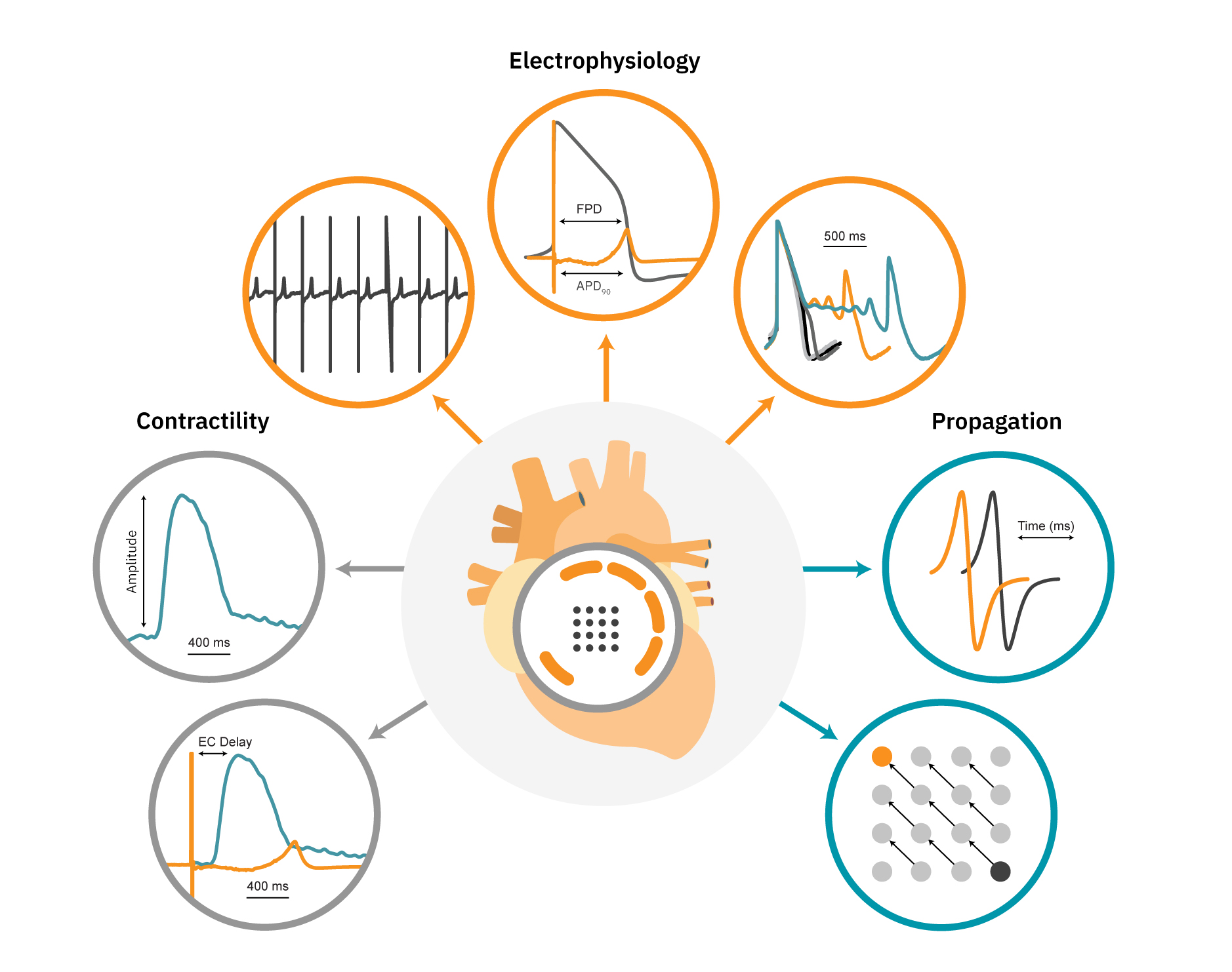 Comprehensive in vitro cardiac function assay