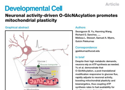 Developmental Cell, 5 June 2024