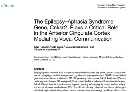 eNeuro, 18 December 2024
