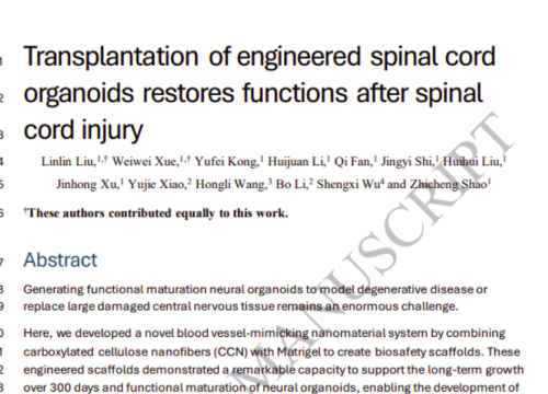 Brain, 19 December 2025